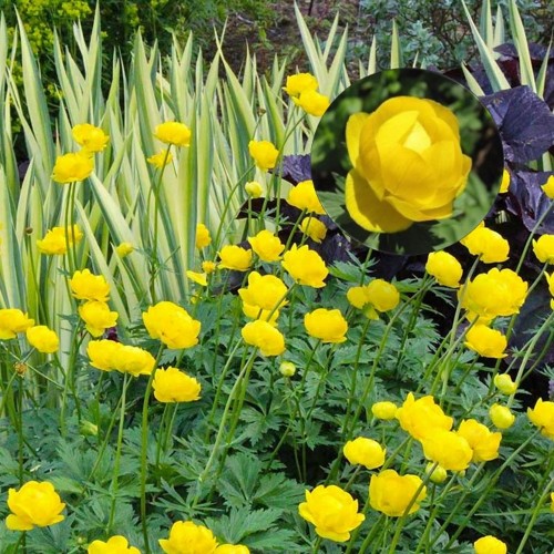 Trollius 'Lemon Queen' - Kullerkupp 'Lemon Queen' 